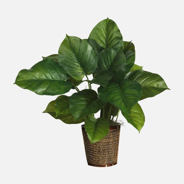 جولدن بوثوس